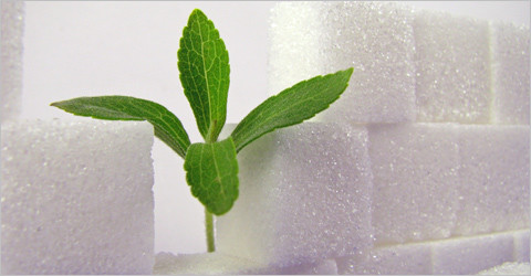 Stevia: Zulassung für natürliche Süße in Sicht
