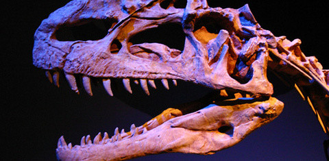 Bissfestes aus der Entwicklungsgeschichte