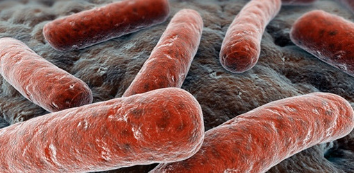 Bakterien haften stärker auf glatten Oberflächen