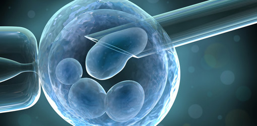 Stammzellen aus dem Zahnmark