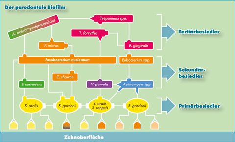 Therapiemöglichkeiten bei Infektionen