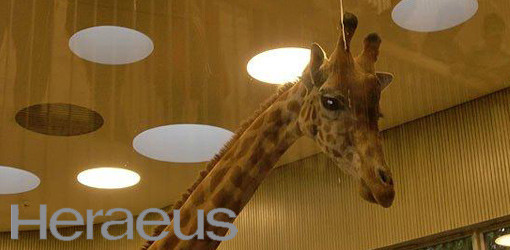 Diko ist jetzt ein Tier von Heraeus Dental