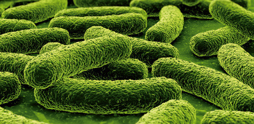 Wie Biofilm-Bakterien der Gesundheit schaden