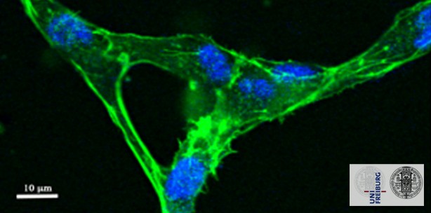 Algen-Polymerband für schnellere Wundheilung