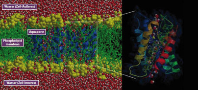 Aquaporation – der Nobelpreis für Chemie verändert die Kosmetik
