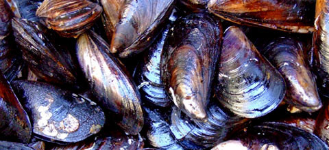 Zahnersatz mit Miesmuschel-Kleber