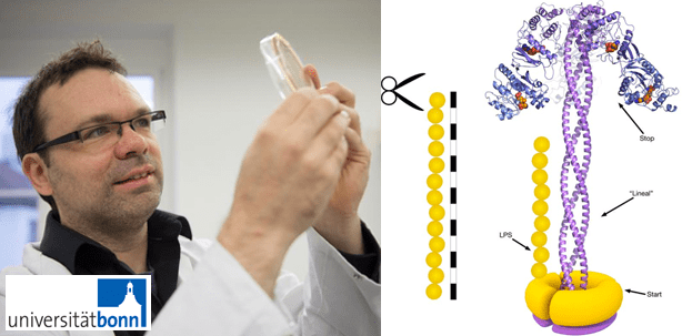 Wie sich Bakterien ihre Schutzanzüge maßschneidern