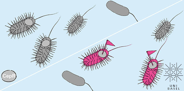 Neue Methode zur Visualisierung bakterieller Kommunikation