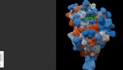 Basler Forschende finden neuen Mechanismus in der Immunabwehr
