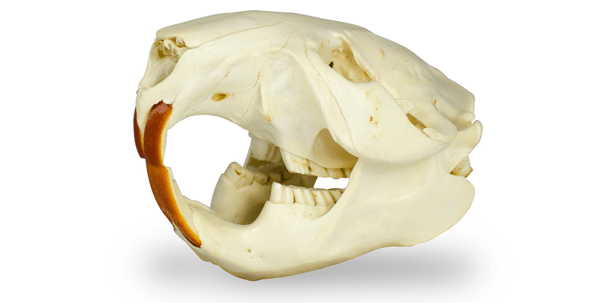 Eisen als Schlüsselfaktor für starken Zahnschmelz