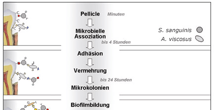 Der dentale Biofilm