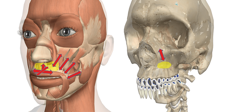 Die biomechanische Stabilität – Teil 2