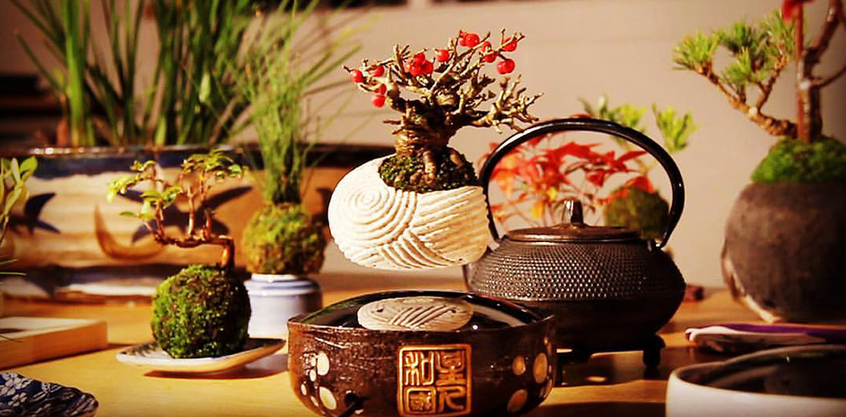 It’s magic: Der schwebende Bonsai