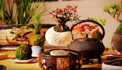 It’s magic: Der schwebende Bonsai