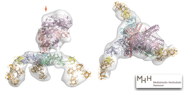 So sieht Botox aus: Forscher entschlüsseln Neurotoxin