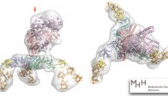 So sieht Botox aus: Forscher entschlüsseln Neurotoxin