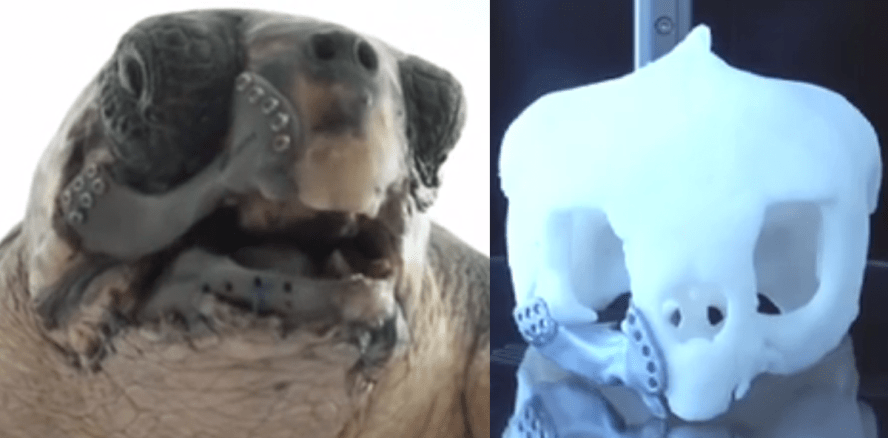 Cyborg-Schildkröte mit Titankiefer aus 3-D-Drucker