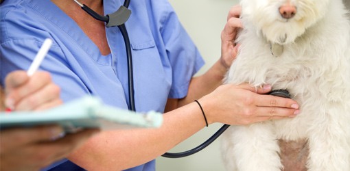 Tierarzt mit dentalen Ambitionen