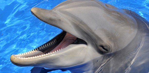 Spitze Delfinzähne sind Ergebnis der Evolution