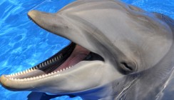 Spitze Delfinzähne sind Ergebnis der Evolution