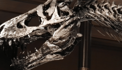 Dino mit Zahnweh