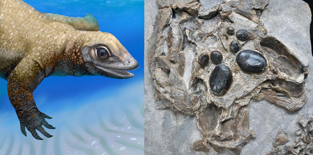 Gebiss verrät Herkunft des Pflasterzahndinosauriers