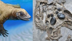 Gebiss verrät Herkunft des Pflasterzahndinosauriers
