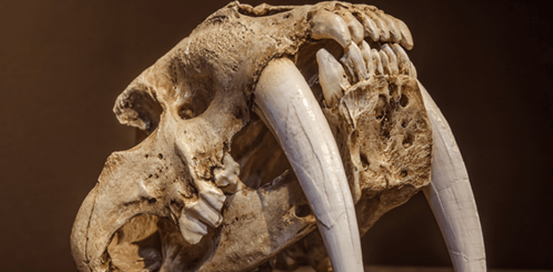 Vegetarier trotz riesiger Säbelzähne