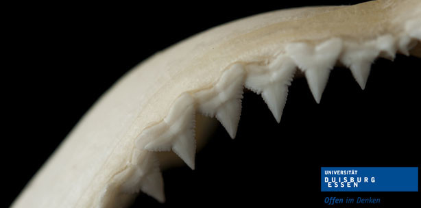 Menschliche Zähne genauso robust wie Haifischzähne