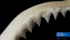 Menschliche Zähne genauso robust wie Haifischzähne