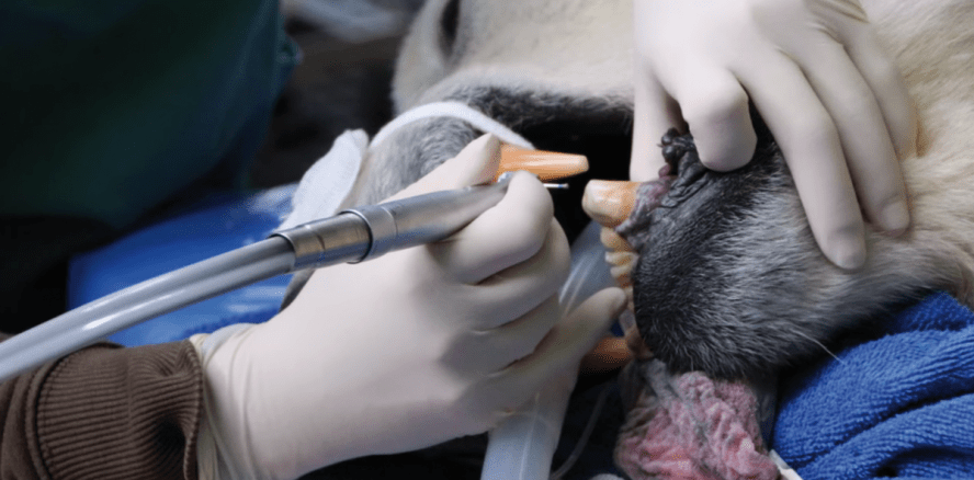 Eisbär mit Zahnschmerzen: Wurzelbehandlung bei Knuts Vater Lars