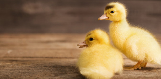 Von Kaninchen und Enten in der Zahnmedizin