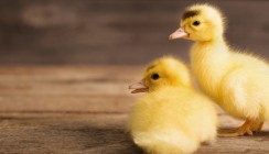 Von Kaninchen und Enten in der Zahnmedizin
