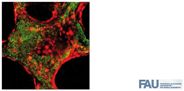 Knochengewebe aus dem Reagenzglas