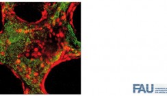 Knochengewebe aus dem Reagenzglas