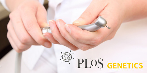 Wie Kariesbakterien in der Mundhöhle überleben