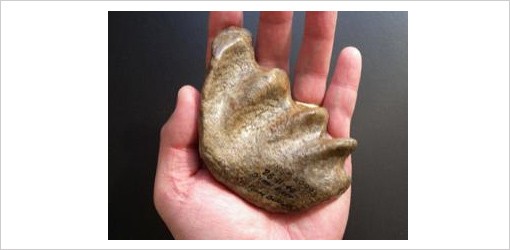 Fossiler Zahn soll dem größten Lungenfisch der Welt gehören