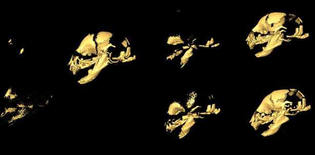 Gehirngrösse beeinflusst Entwicklung einzelner Schädelknochen