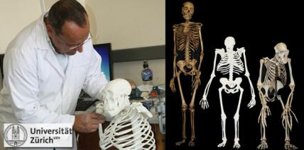Zähne neuer Fossilienart entlarven direkte Vorfahren des Menschen