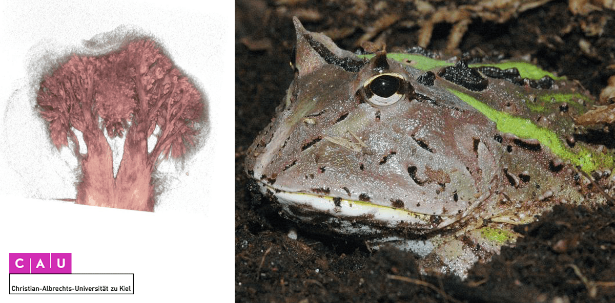 Froschzungen: Muskelbepackte Haftstreifen