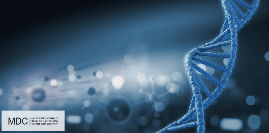 Genetische Ursache für Gaumenspalte geklärt