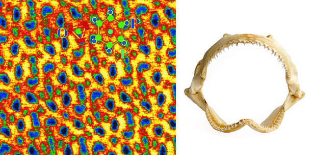 Und der Haifisch, der hat Zähne …