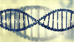 Gene für Zahnmerkmale entschlüsselt