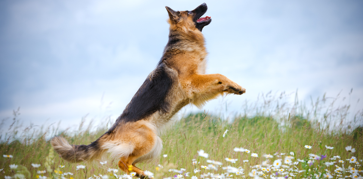 Der „total freundliche Hund“ und die Zahnbrücke
