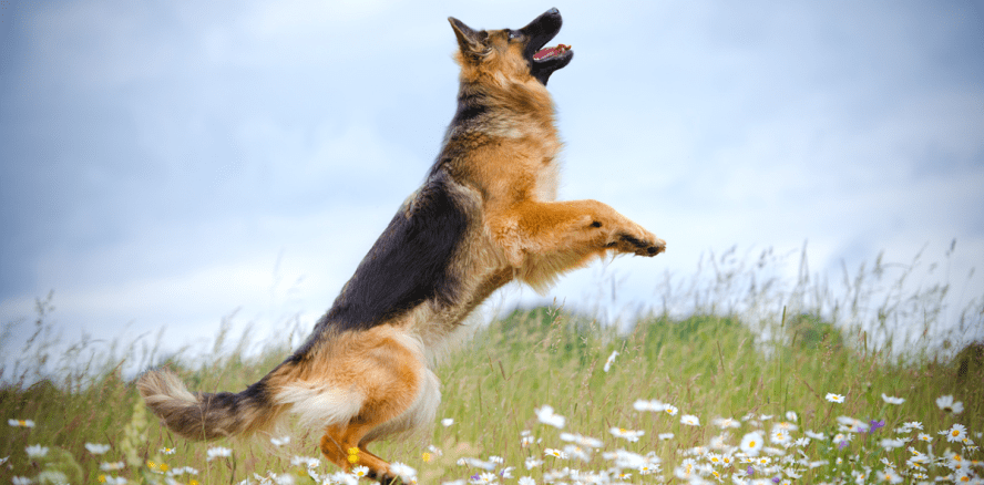 Der „total freundliche Hund“ und die Zahnbrücke