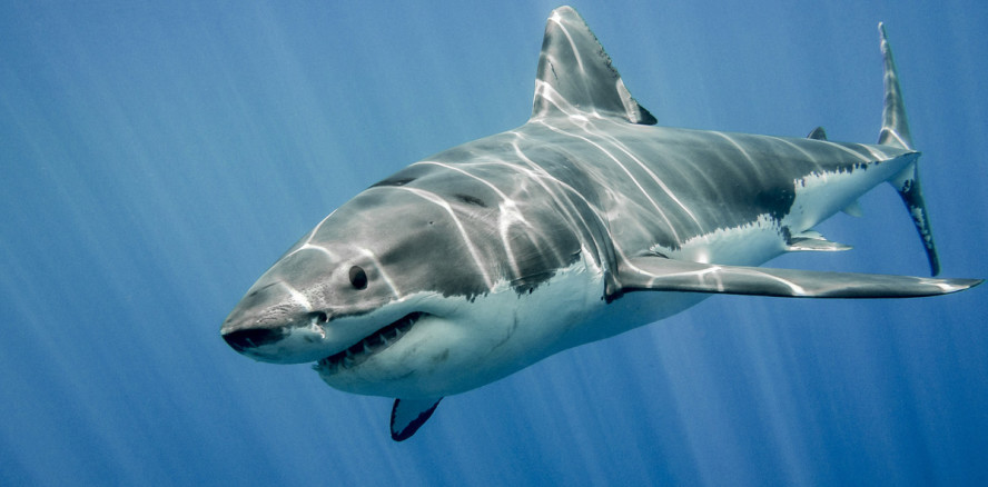 Zahnarzt leitet nach Hai-Attacke seine eigene Gesichts-OP