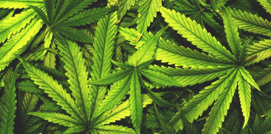 Cannabis-Zahnpasta für Hanffreunde: Weiß und gesund?