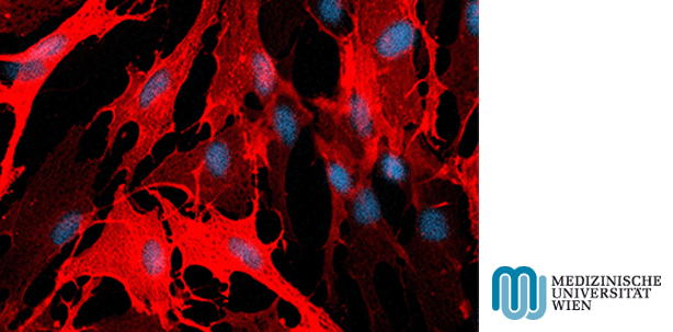 Hautzellen besitzen immun-modulierende Fähigkeiten