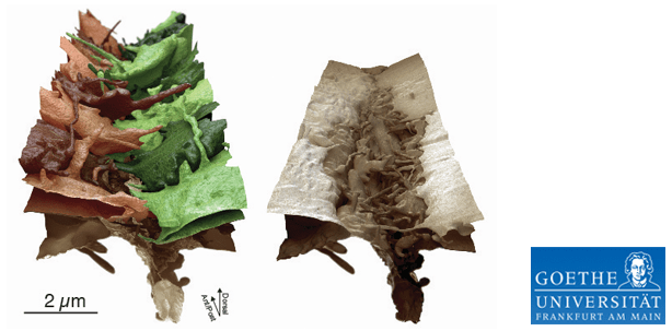 Wundheilung: Ein Reißverschluss aus Hautzellen