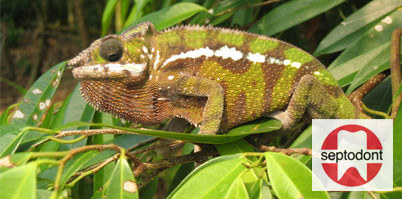 Septodont Roadshow: Der Natur auf der Spur!